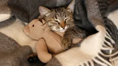 Va fi pisica recunoscătoare că a fost salvată de pe stradă și că are o casă nouă?