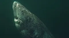 Rechinul din Groenlanda este mai bătrân decât Statele Unite: cum poate un prădător marin să trăiască peste 400 de ani